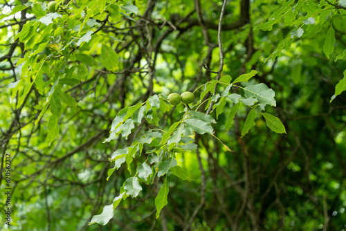 Walnuts, with their green husks, growing on a walnut tree in the garden