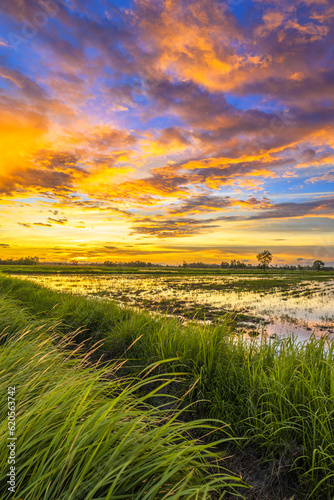 Rice farm with beautiful clouds at sunset, rainy season in countryside of Thailand