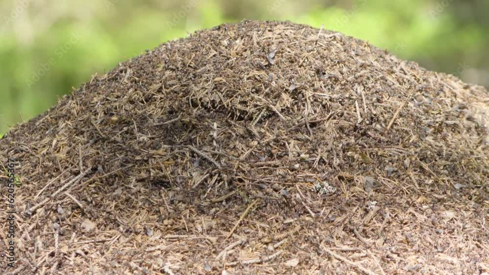 An anthill roils with ants in a forest on a sunny day - focused closeup An anthill roils with ants in a forest on a sunny day - focused closeup
