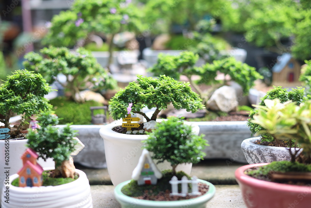 bonsai plant bonsai plant