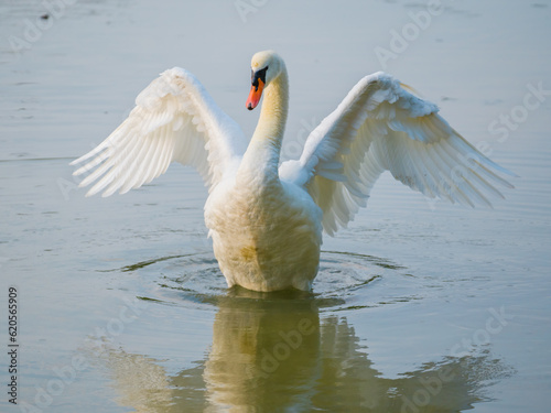 Swan with spread wings splashes on lake