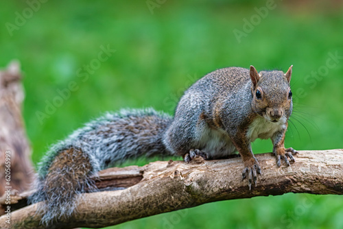 Close-up of an american squirrel © Nikokvfrmoto