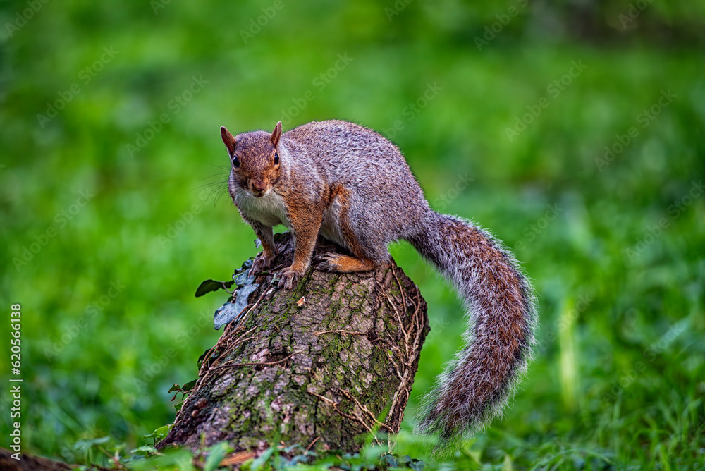 Fototapeta premium Close-up of an american squirrel