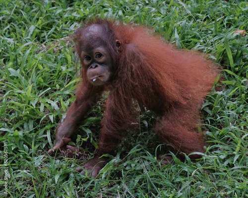 Borneo orangutan 