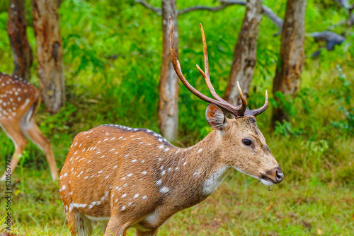 Chital or spotted deer wet in rain grazing in a wild life sanctuary © JB Photos