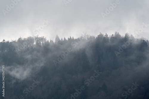 fog in the forest © Gregc