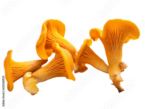 Fresh chanterelle mushrooms isolated on transparent or white background, png