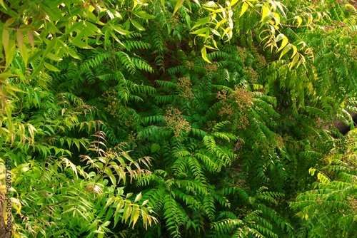 Photography Fresh green leaves on a Neem tree (Margosa/Azadirachta Indica) in an agricultura