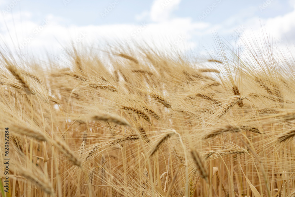 wheat golden field sunset sun in background close up.wheat ears summertime golden hour, dark tones wheat golden field sunset sun in background close up.wheat ears summertime golden hour, dark tones