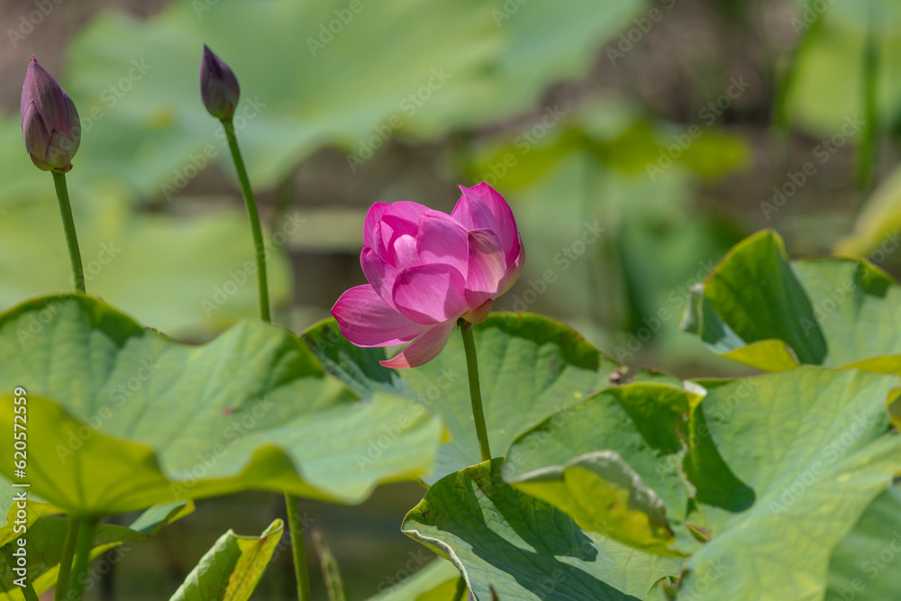 蓮の花 蓮の花