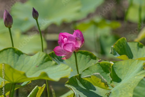 蓮の花