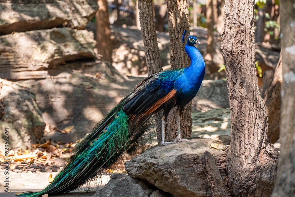 Peacock standing on a rock in the zoo Peacock standing on a rock in the zoo