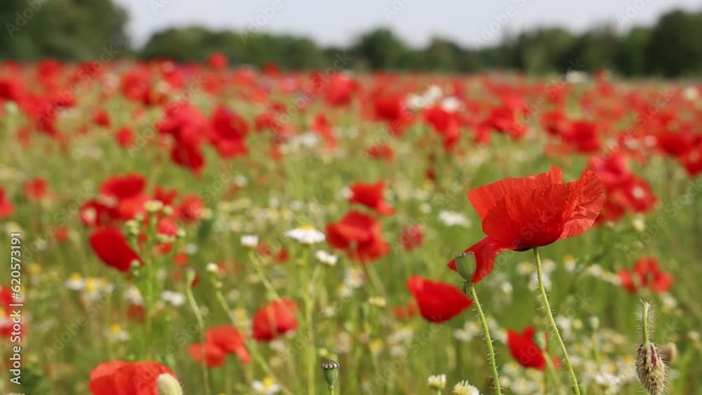 Beautiful green field with red poppy flowers. Beautiful wild flowers video. Beautiful green field with red poppy flowers. Beautiful wild flowers video.