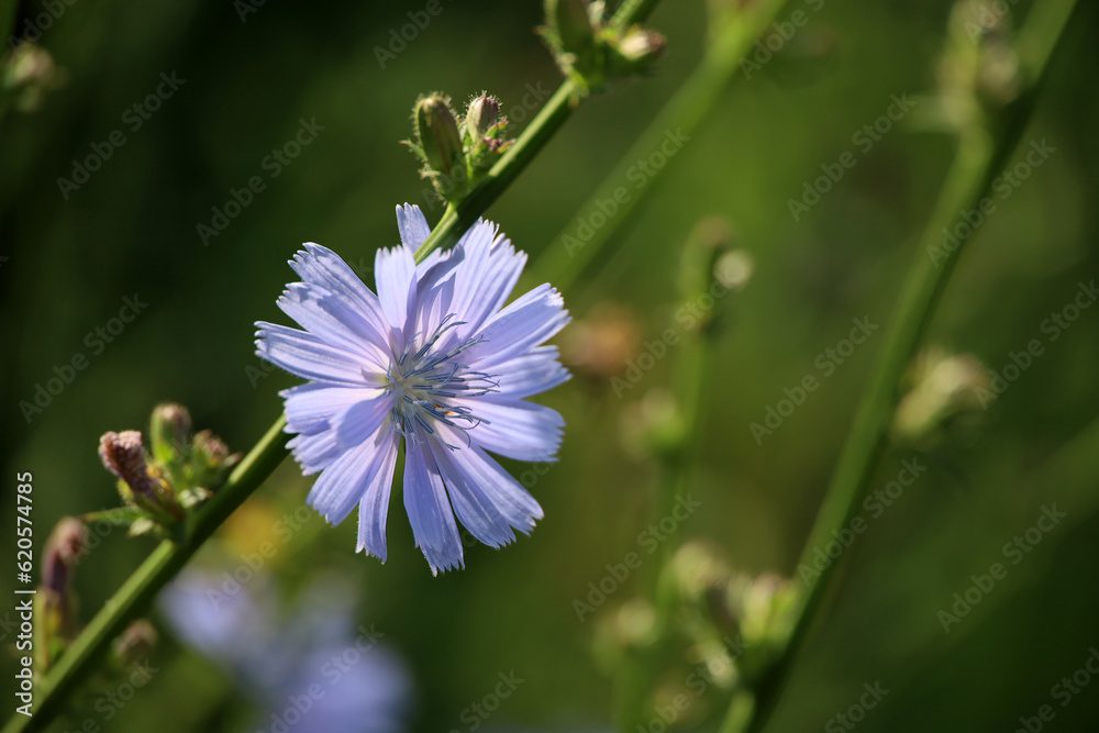 Blue chicory flower in sunlight on a meadow, healing plant in summer Blue chicory flower in sunlight on a meadow, healing plant in summer