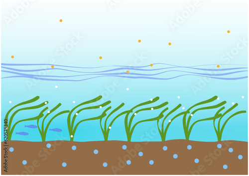 Infographic of eelgrass bed under the sea and blue carbon