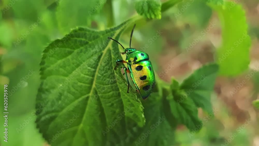 Chrysocoris stollii or jewel bug or metallic shield bug captured on a leaf