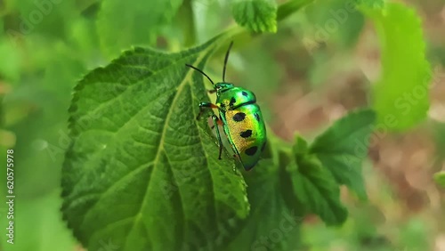 Chrysocoris stollii or jewel bug or metallic shield bug captured on a leaf photo