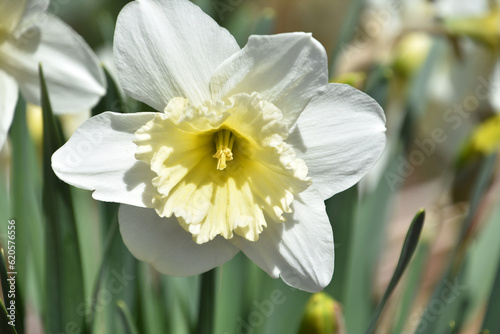 Stunning White Narcissus Flower Blooming and Flowering