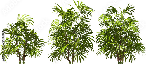 Fototapeta Naklejka Na Ścianę i Meble -  plug palm, stick palm, plants hq arch viz cutout 3d render