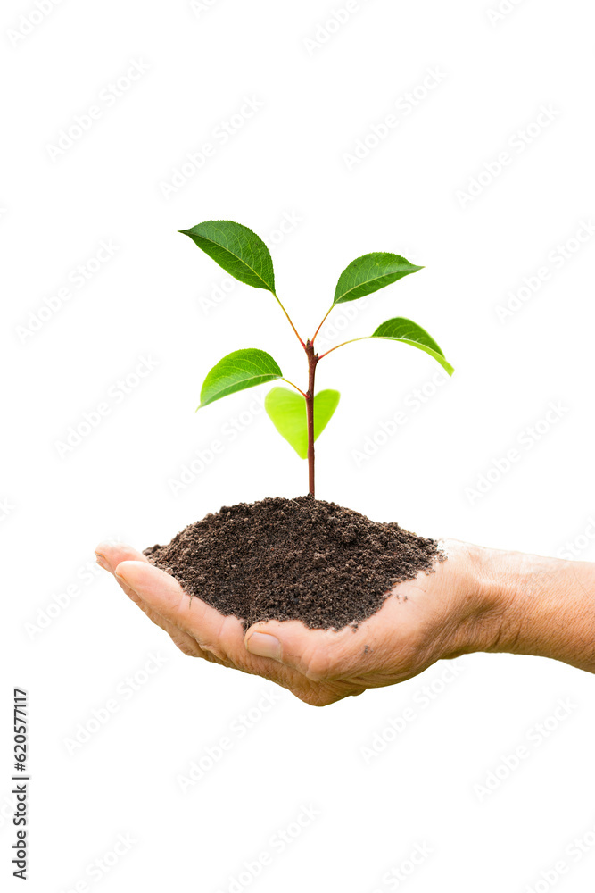 pear tree seedling in farm hands isolated on white background pear tree seedling in farm hands isolated on white background