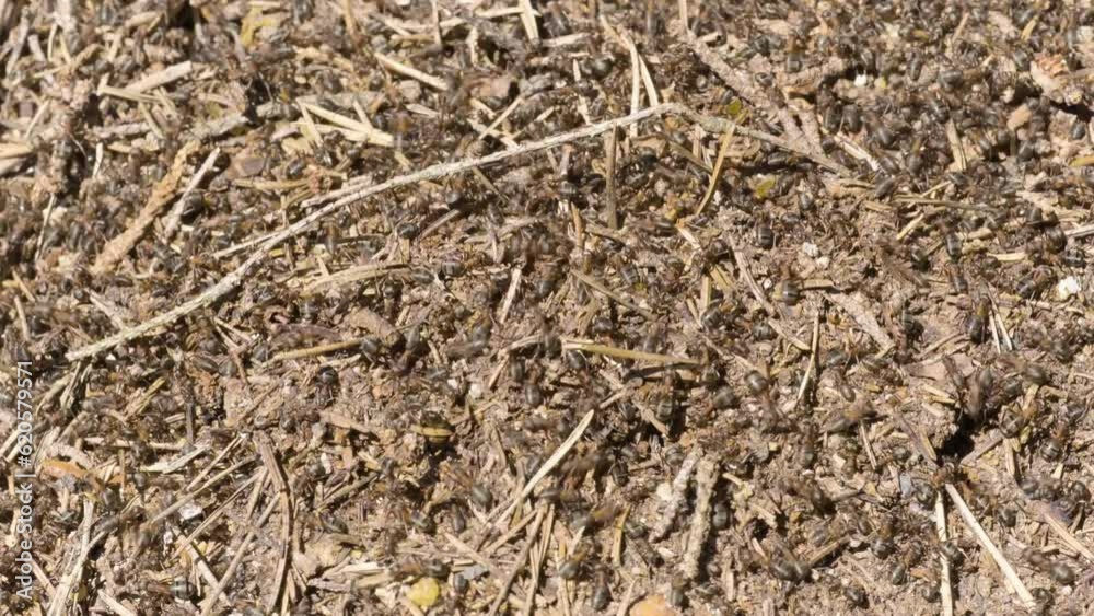 An anthill roils with ants on a sunny day - closeup An anthill roils with ants on a sunny day - closeup