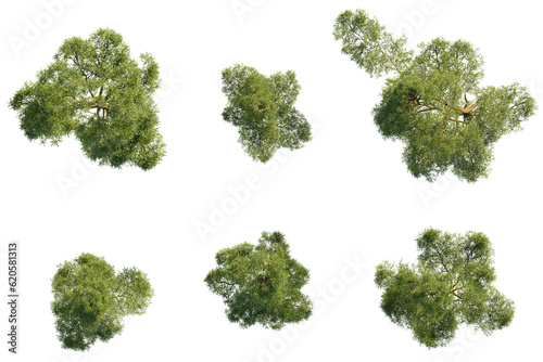 isolated podocarpus tree from top view, best use for architecture plan design,best use for landscape design photo