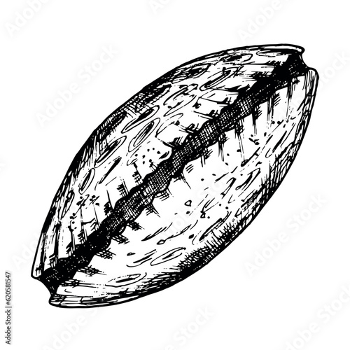 Seashell vector illustration. Hand drawn engraving of sea Shell painted by black ink on white isolated background. Drawing of cockleshell in line art style. Nautical seashore for icon or logo.
