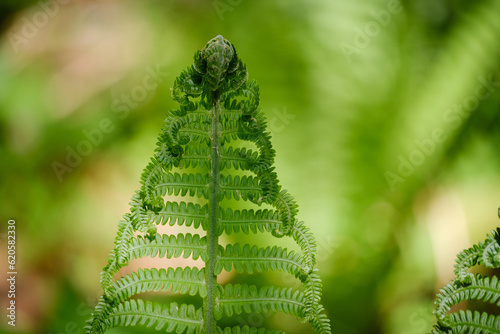 Young green male or worm fern photo