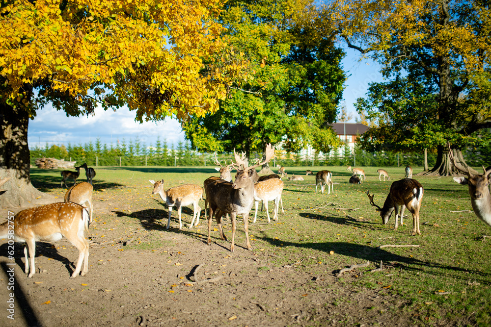 Wild deers at a zoo on autumn day. Watching reindeers on aa animal farm.