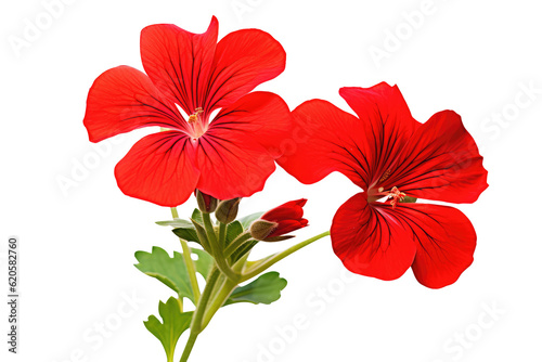 Beautiful geranium flowers isolated on white