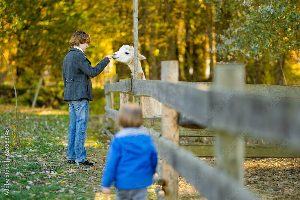 Fototapeta premium Cute young girl stroking an alpaca at a farm zoo on autumn day. Child feeding a llama on an animal farm. Kid at a petting zoo at fall.
