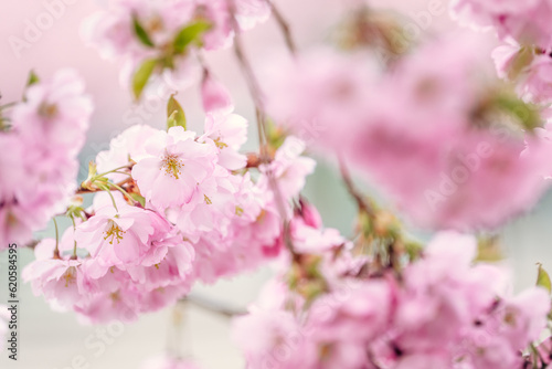 Close up of cherry blossom 