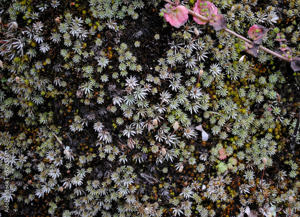 Small medicinal plants & herbs grow at Singalila National Park in ...