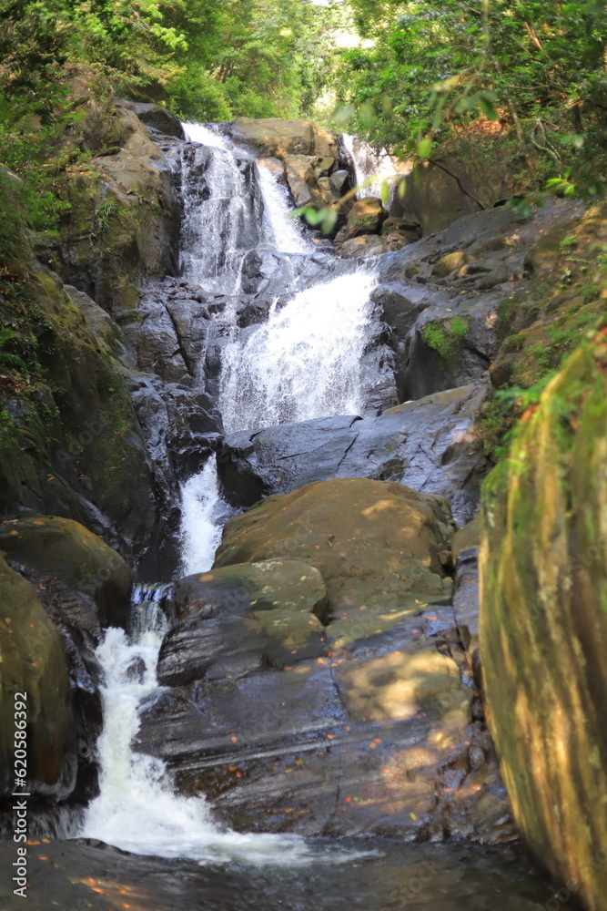 Obraz premium waterfall in the forest