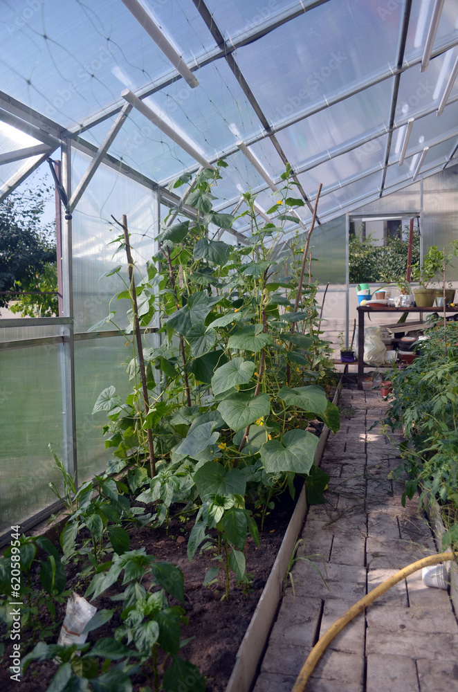 Polycarbonate greenhouse with iron frame elements of construction. 