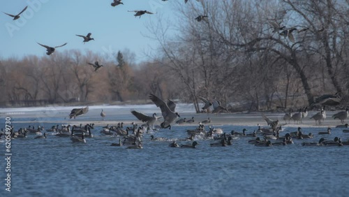 Flock of ducks and geese landing on a lake surface in the winter park. Slow motion. 