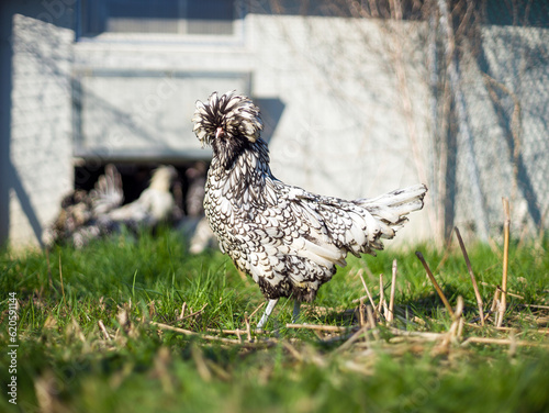 paduan rooster in the farm