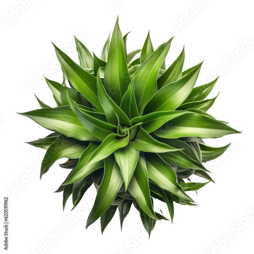 aloe vera plant isolated on transparent background cutout