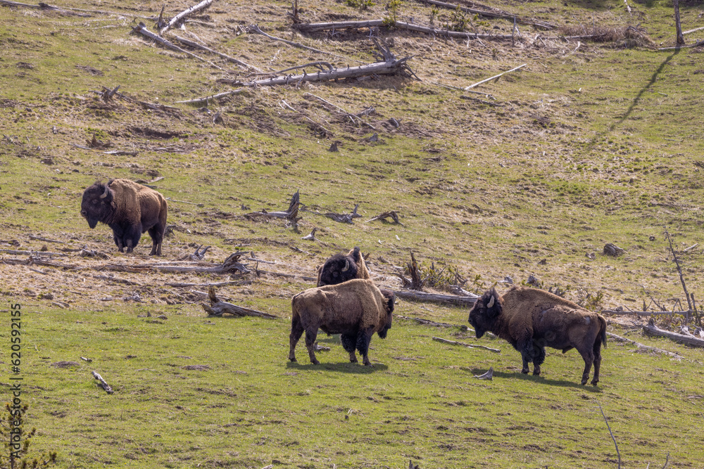 Bison in Springtime in Yellowstone National Park