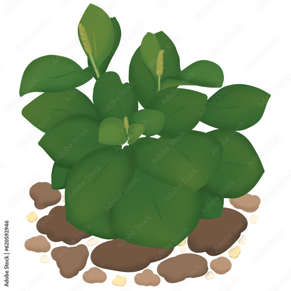 illustration of a green plant
