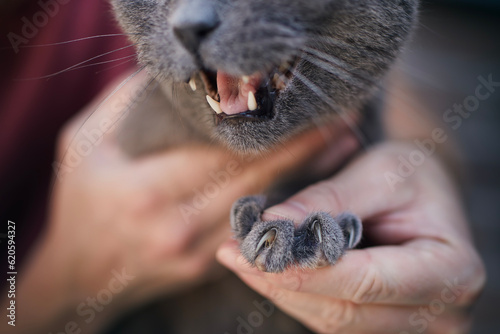Man holding British Shorthair Cat showing long sharp claws. Themes pets care. .