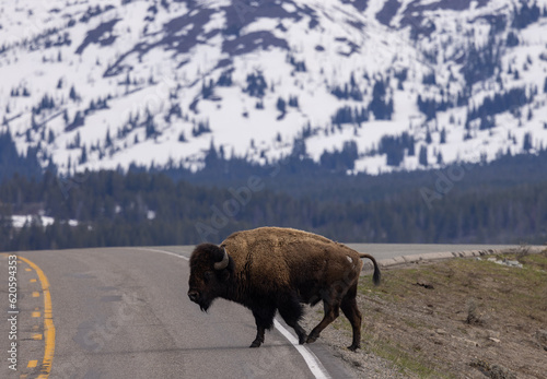 Bison in Springtime in Yellowstone National Park