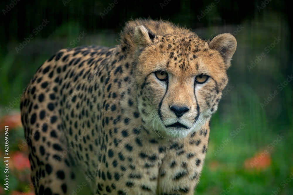 cheetah in the grass cheetah in the grass