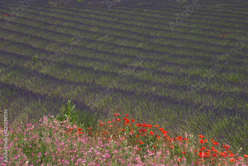 Lavendelfeld bei Valensole in der Provence