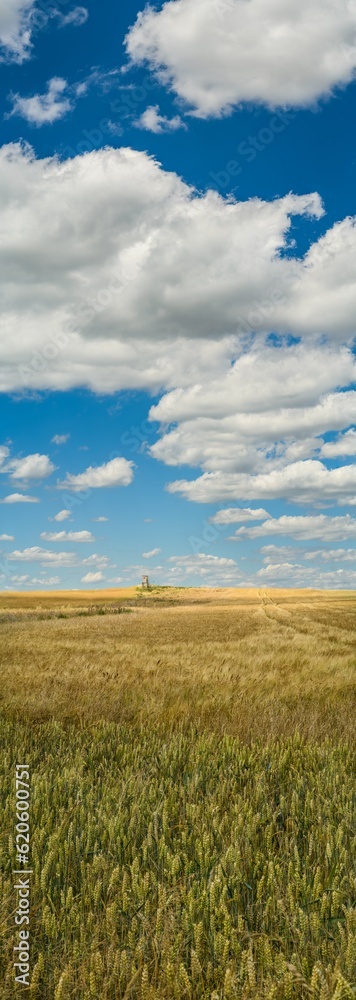 vertical panorama white clouds on blue sky over wheat field