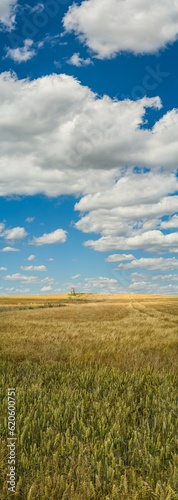 vertical panorama white clouds on blue sky over wheat field