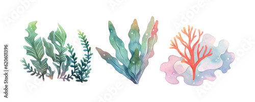 Seaweed watercolor. Vintage botanical illustration. Vector decoration. Hand drawn sketch.
