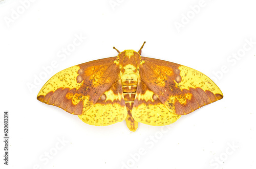 Imperial moth - Eacles imperialis - a very large yellow red orange brown purple colored giant silk moth with high variation in colors.  Isolated on white background top dorsal view photo