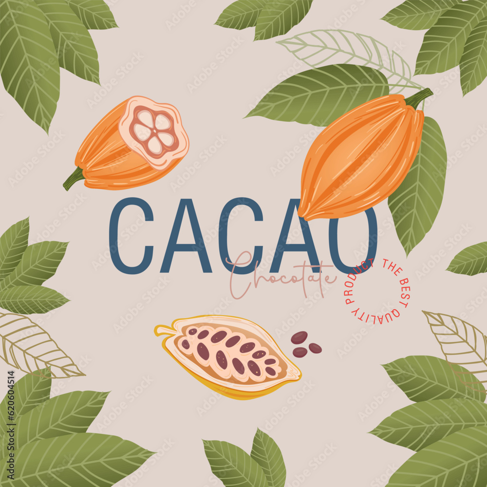 Obraz premium Cocoa bean illustration. Vintage style design template. chocolate cocoa beans. Vector illustration