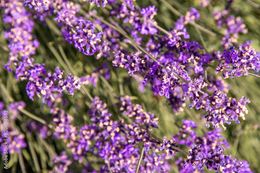 Purple lavender flowers bush. Flower in the field. Nature background. Grow a fragrant plant in the garden. Summer flower honey plant closeup. Purple lavender flowers bush. Flower in the field. Nature background. Grow a fragrant plant in the garden. Summer flower honey plant closeup.